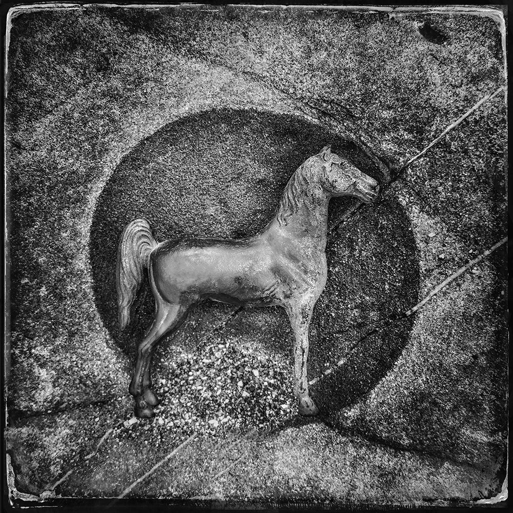 Horse in rock pool
