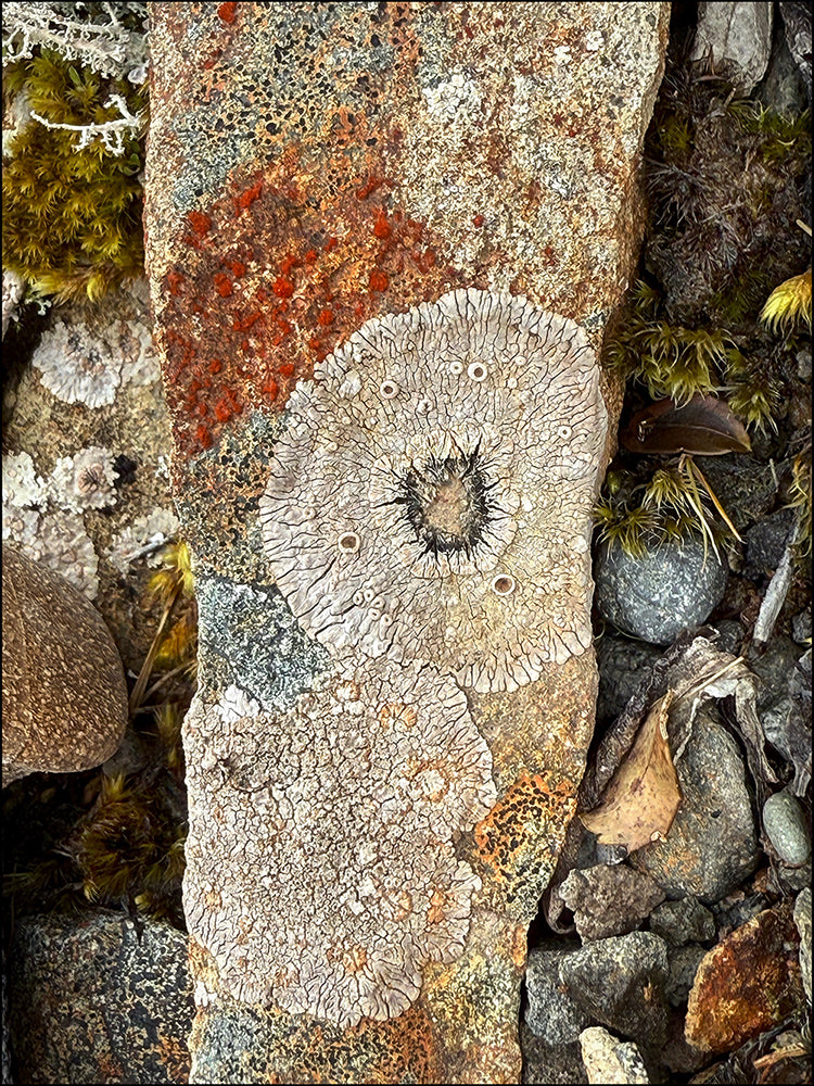 Rock leg and lichen