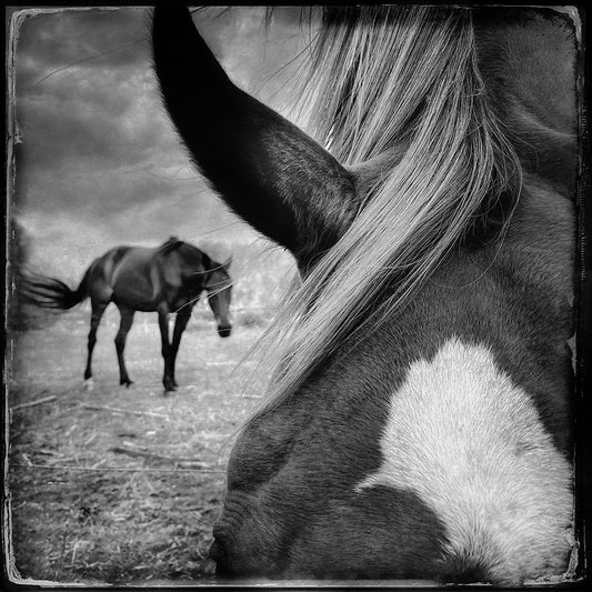 Behind the ear