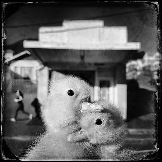 Couple of chicks