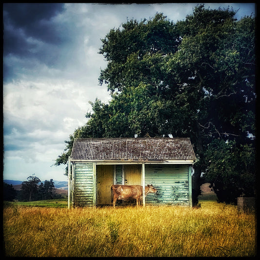 Cow house