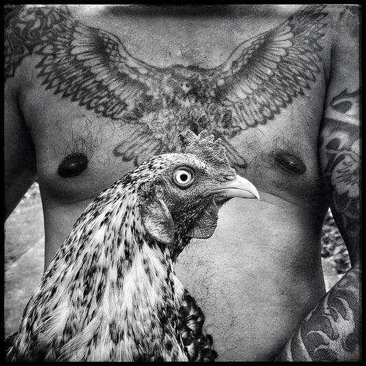 Eagle and cock