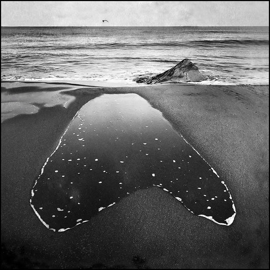 Heart and gull