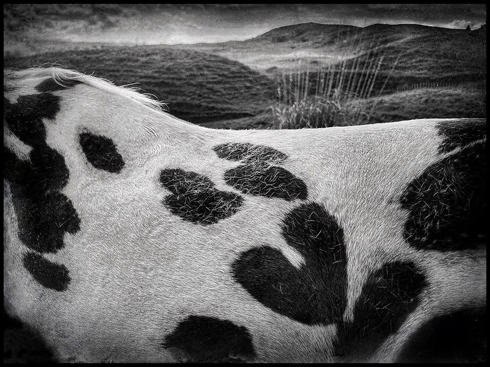 Horse and heart