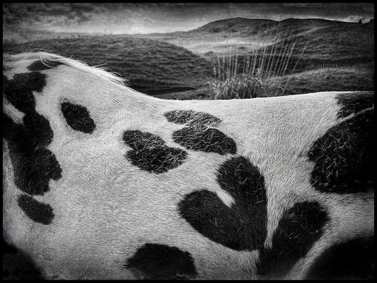 Horse and heart