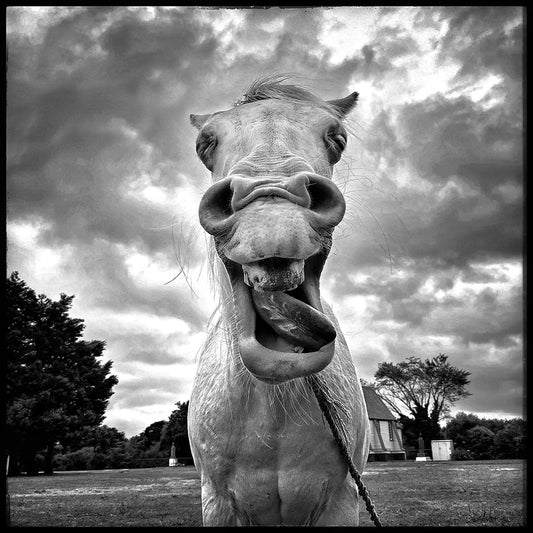 Horse and smile