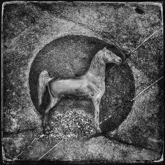 Horse in rock pool