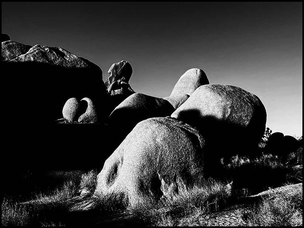 Joshua Tree #1