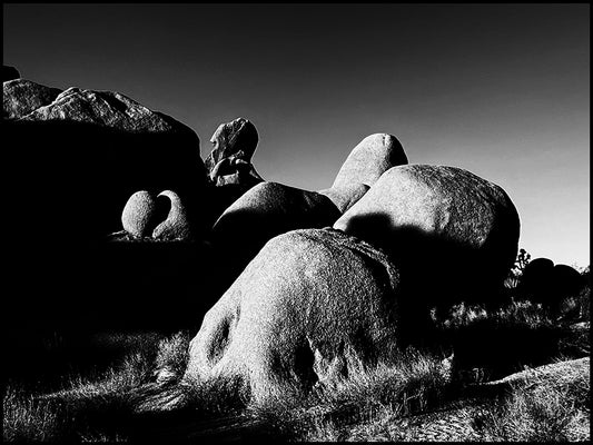 Joshua Tree #1