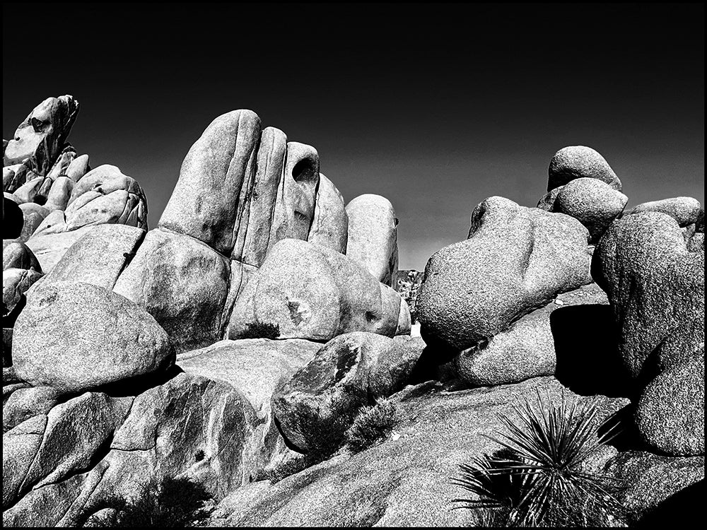 Joshua Tree #2