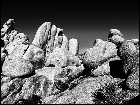 Joshua Tree #2