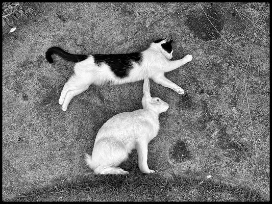 Cat jump