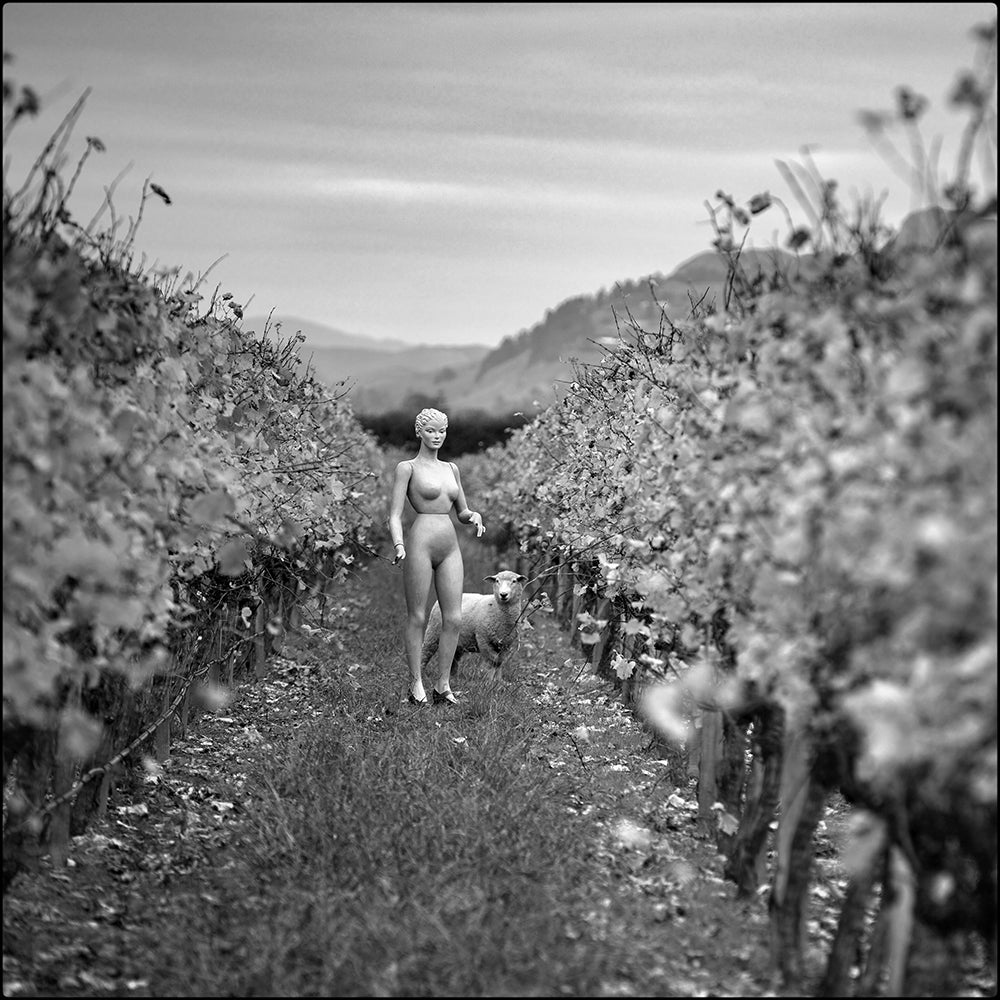 Lily and the sheep