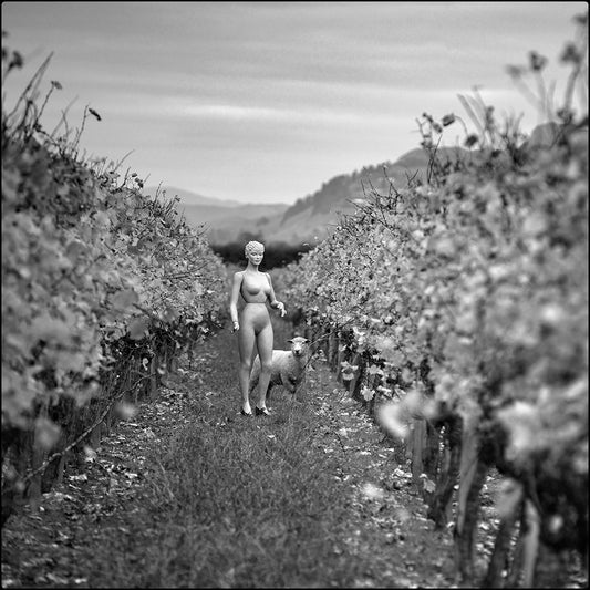 Lily and the sheep