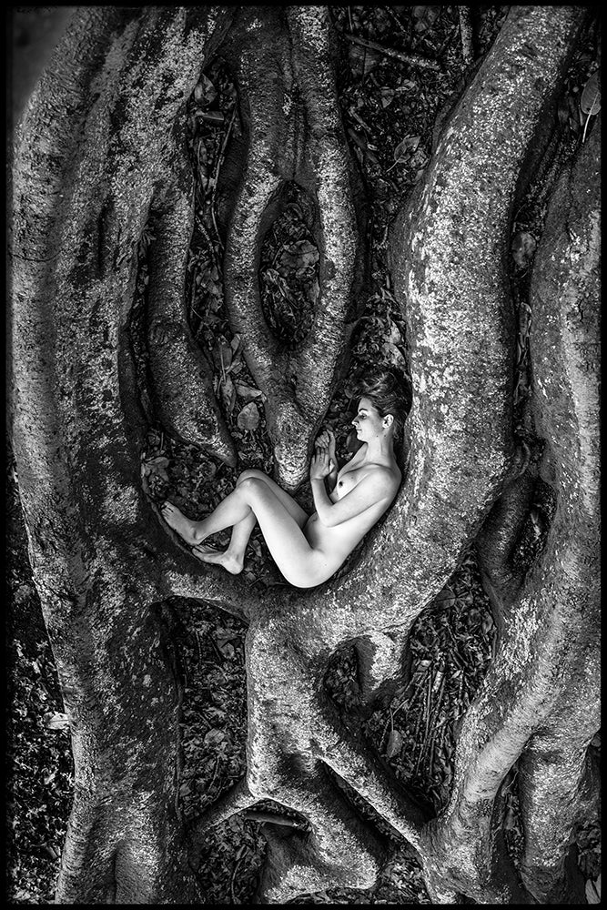 Morton Bay fig nude