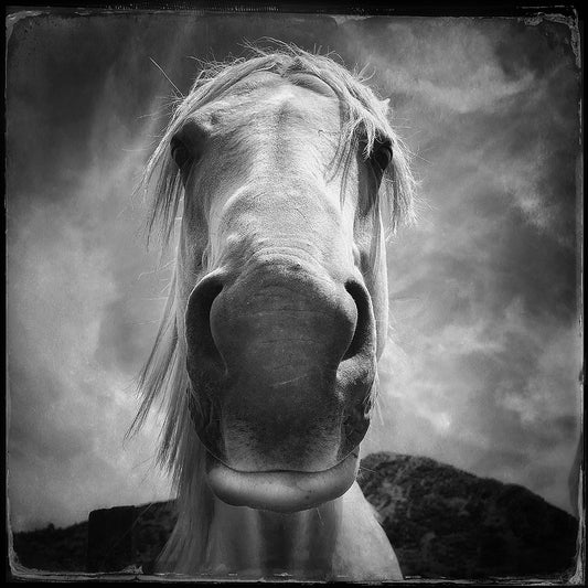 Opononi tall horse