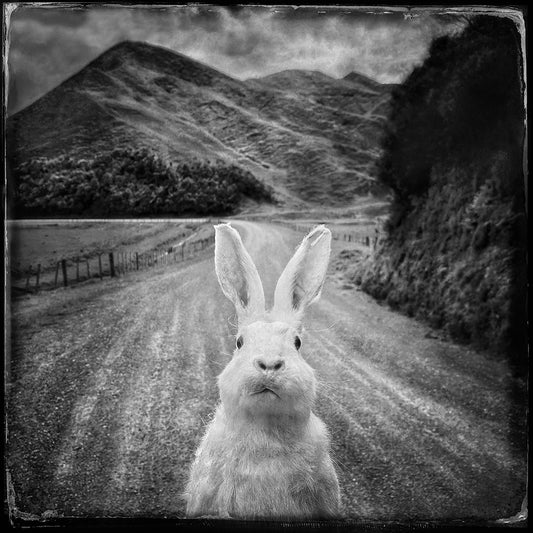 Rabbit on gravel road