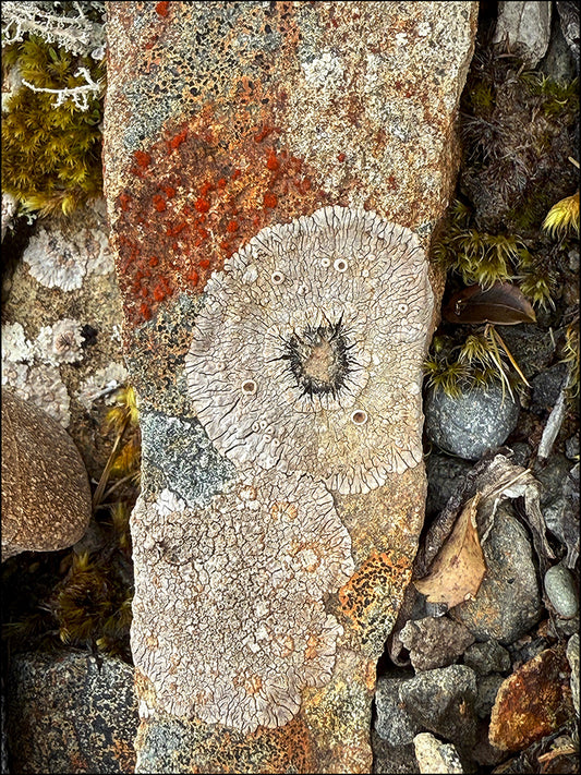 Rock leg and lichen