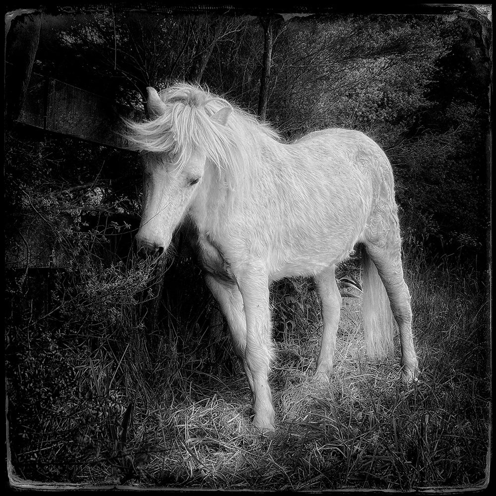 The unicorn