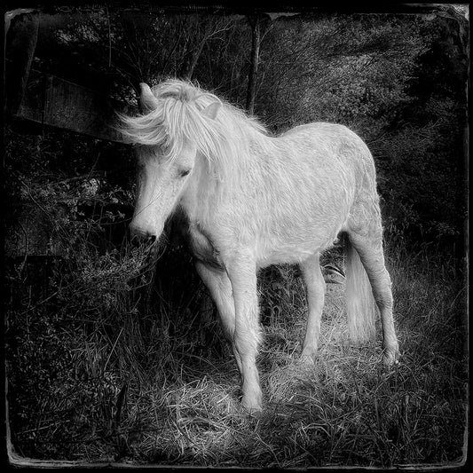 The unicorn