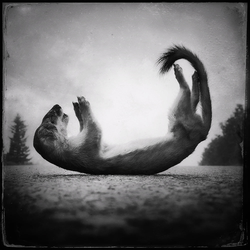 Yoga stoat