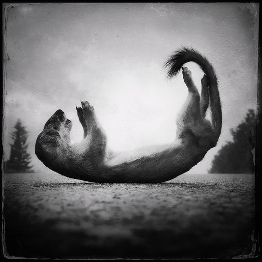Yoga stoat